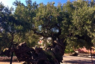 Zakynthos - Exo chora - nejstarší olivovník na ostrově